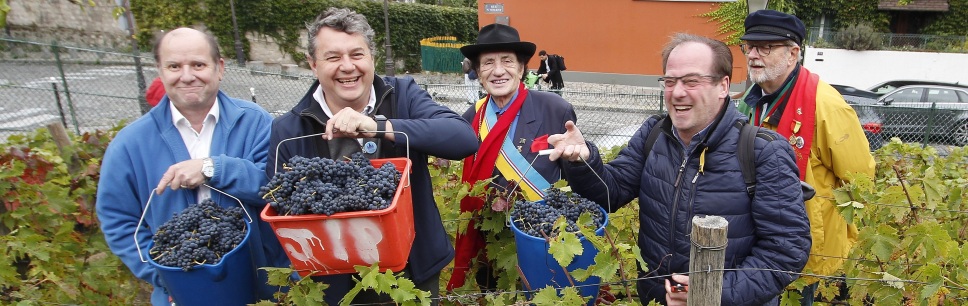 Vendanges 2024 dans le Clos Montmartre